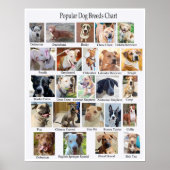 Hundebüt Poster (Vorne)