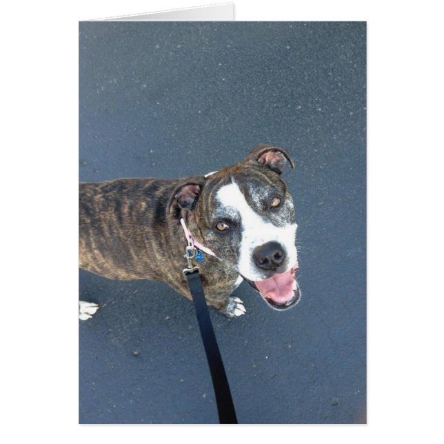 HundeFoto-Karte - Macy (Vorne)