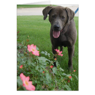 HundeFoto-Karte - maximal