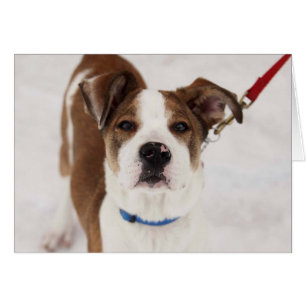 HundeFoto-Karte - Peyton