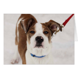 HundeFoto-Karte - Peyton