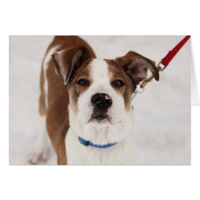 HundeFoto-Karte - Peyton (Vorderseite (Horizontal))