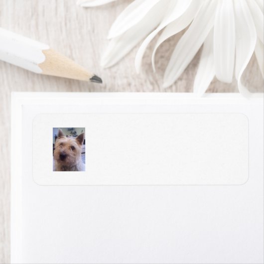 Hundefreunde geben das Adressetikett zurück (Insitu)