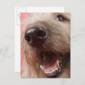 Hundefüße Postkarte (Vorne/Hinten)