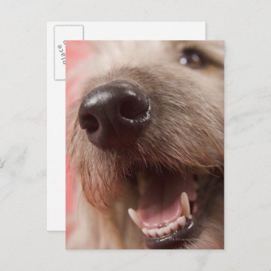 Hundefüße Postkarte (Vorne/Hinten)