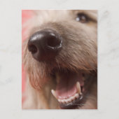 Hundefüße Postkarte (Vorderseite)