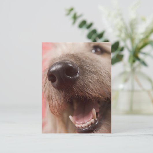 Hundefüße Postkarte (Stehend Vorderseite)