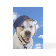 Hundegeburtstag Mit Hut