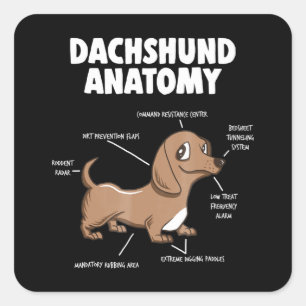 Hundegeschenk   Anatomie Dackel Funny Weiner Quadratischer Aufkleber