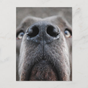 Hundegesicht or Hundenase, wörtlich übersetzt ist Postkarte