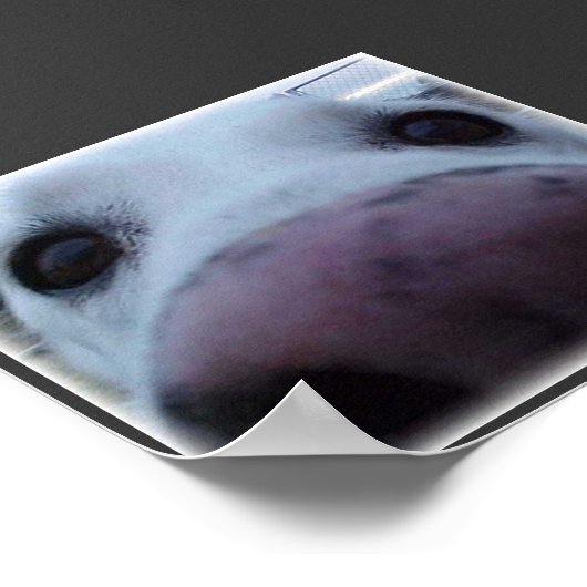 Hundegesicht Poster (Ecke)