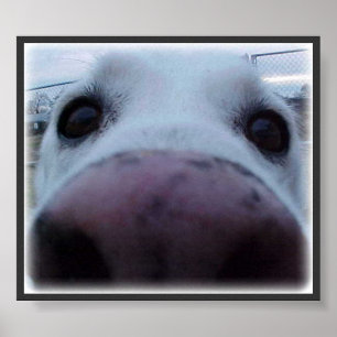 Hundegesicht Poster