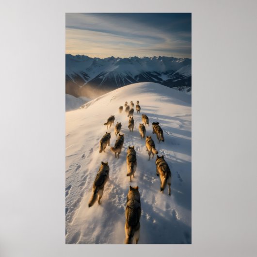 Hundegruppe, die auf der Schneeschuhpiste läuft Poster (Vorne)
