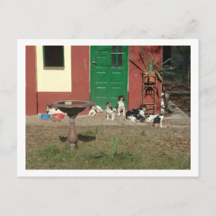 Hundehaus Postkarte