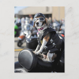 Hundehund auf Motorrad-Foto Postkarte