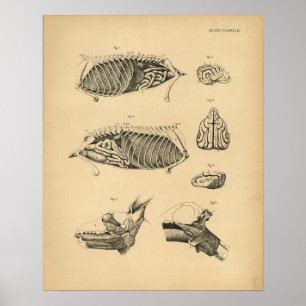 Hundeinternes Organ-Anatomie 1908 Vintager Druck Poster