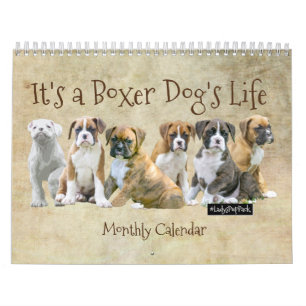 Hundekalender - niedliche Boxer-Welpen Kalender