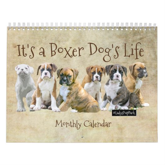 Hundekalender - niedliche Boxer-Welpen Kalender (Titelbild)