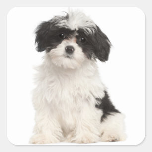 Hundekleber Quadratischer Aufkleber