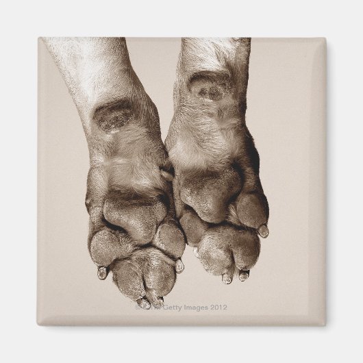 Hundekuchen Magnet (Vorne)