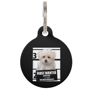 Hundeliebhaber Meistgesuchter Malteser-Hund-Poli Haustiermarke