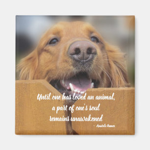 Hundemagnet, bis man Tierzitat geliebt hat Magnet