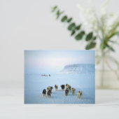 Hundemannschaften, Devon Island, Nordwestgebiete Postkarte (Stehend Vorderseite)