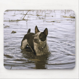 Hundemausunterlage Queenslands Heeler Mousepad