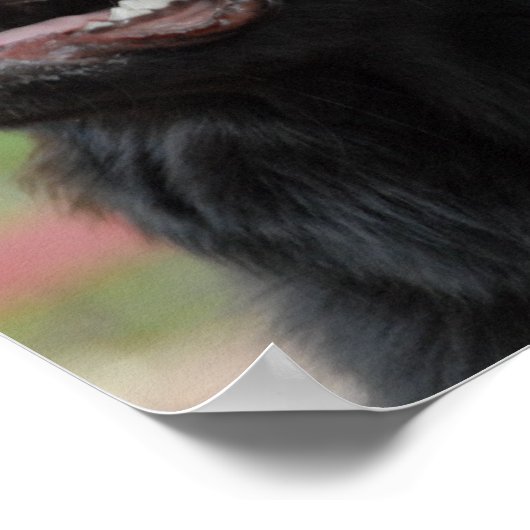 Hundemposter für Neufundland Poster (Ecke)