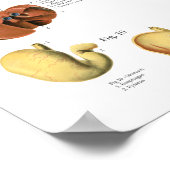 Hundemuskeln Innere Anatomie Chart Poster (Ecke)