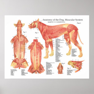Hundemuskulöses Anatomie-Plakat-Diagramm Poster