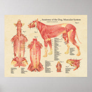 Hundemuskulöses Systems-Anatomie-Diagramm Poster