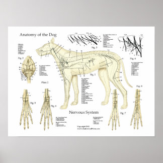 nervensystem-poster-zazzle-de