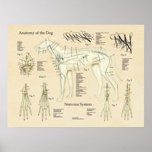 HundeNervensystem-Nerven-Anatomie-Diagramm Poster