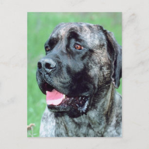 Hundepanting Postkarte