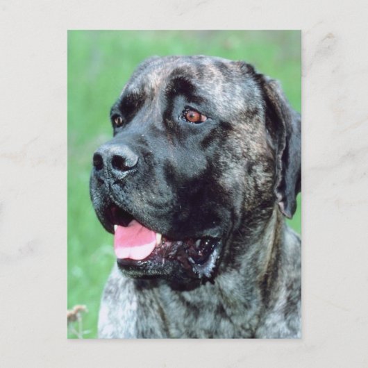 Hundepanting Postkarte (Vorderseite)