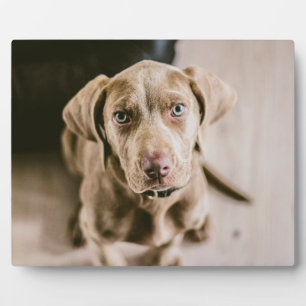Hundeportrait Fotoplatte