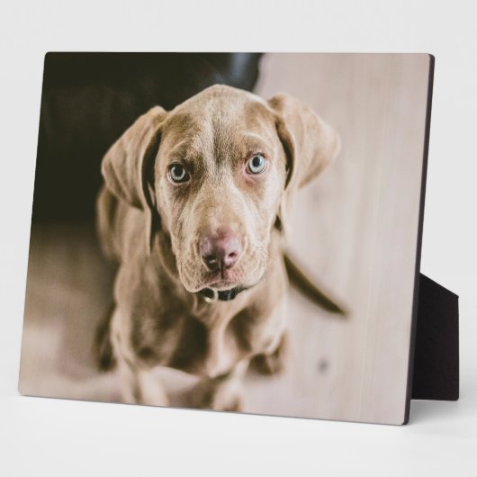 Hundeportrait Fotoplatte (Seite)