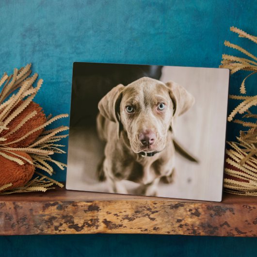 Hundeportrait Fotoplatte (Seite)