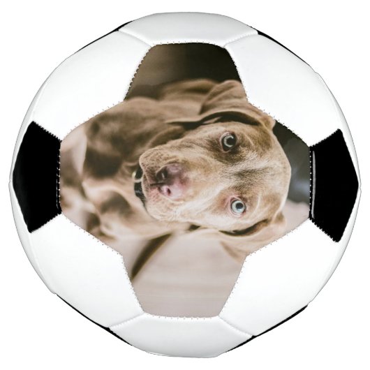 Hundeportrait Fußball (Gedreht)