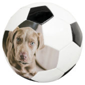 Hundeportrait Fußball (Dreiviertel)