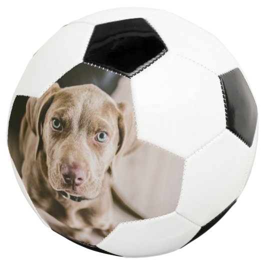 Hundeportrait Fußball (Dreiviertel)