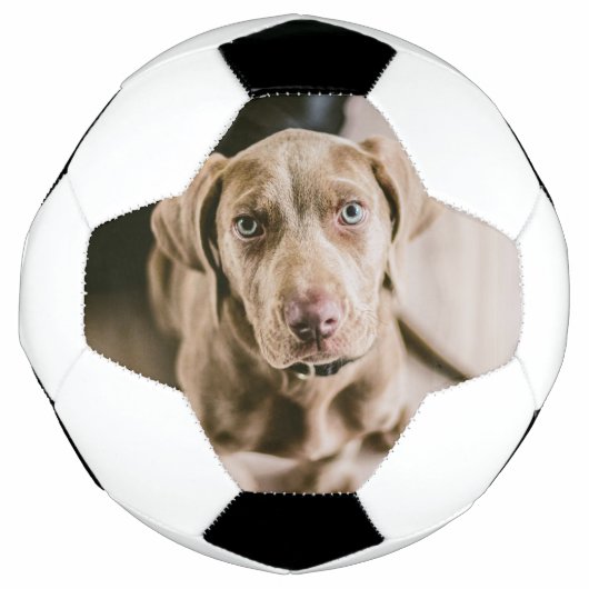 Hundeportrait Fußball (Vorderseite)