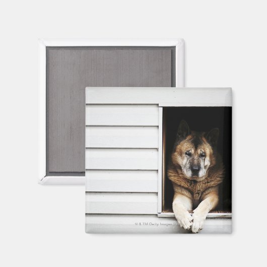 Hundeportrait Magnet (Vorderseite/Rückseite)