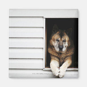 Hundeportrait Magnet
