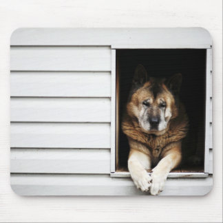 Hundeportrait Mousepad