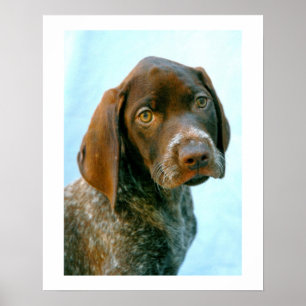 Hundeportrait Poster