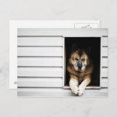 Hundeportrait Postkarte (Vorne/Hinten)