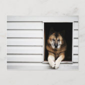 Hundeportrait Postkarte (Vorderseite)