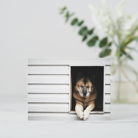 Hundeportrait Postkarte (Stehend Vorderseite)